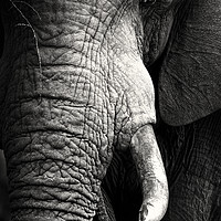 Buy canvas prints of African Elephant close-up portrait by Johan Swanepoel