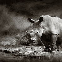 Buy canvas prints of White Rhinoceros by Johan Swanepoel