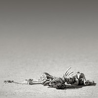 Buy canvas prints of Eland skeleton in desert by Johan Swanepoel