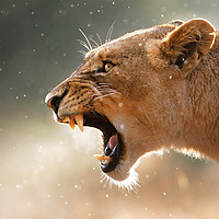 Buy canvas prints of Lioness in the rain by Johan Swanepoel