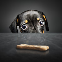 Buy canvas prints of Puppy longing for a treat by Johan Swanepoel
