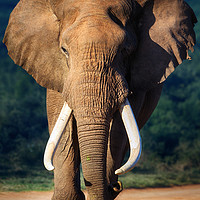 Buy canvas prints of African Elephant Bull by Johan Swanepoel