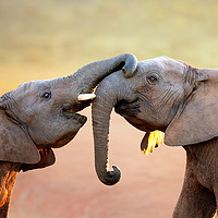 Buy canvas prints of Elephants touching each other gently by Johan Swanepoel
