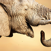 Buy canvas prints of Muddy Elephant portrait by Johan Swanepoel