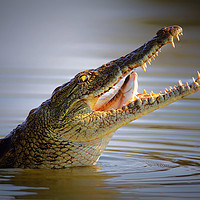 Buy canvas prints of Nile crocodile swollowing a fish by Johan Swanepoel