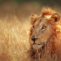 Buy canvas prints of African Lion in grassland by Johan Swanepoel