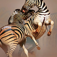 Buy canvas prints of Zebras fighting by Johan Swanepoel