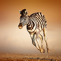 Buy canvas prints of Zebra calf running by Johan Swanepoel