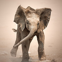 Buy canvas prints of Elephant Calf mock charging by Johan Swanepoel