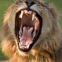 Buy canvas prints of Lion displaying teeth by Johan Swanepoel