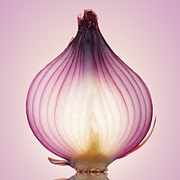 Buy canvas prints of Red Onion Translucent by Johan Swanepoel