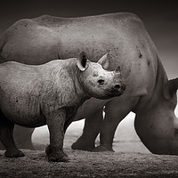 Buy canvas prints of Black Rhinoceros calf by Johan Swanepoel