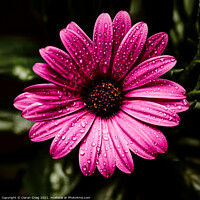 Buy canvas prints of Little pink daisy  by Ciaran Craig