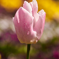 Buy canvas prints of Pink Tulip  by Ciaran Craig
