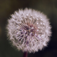 Buy canvas prints of Close up of a dandelion  by Ciaran Craig