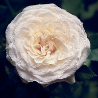 Buy canvas prints of White Rose in Bloom  by Ciaran Craig