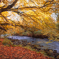 Buy canvas prints of Ness Woods at Sunrise  by Ciaran Craig