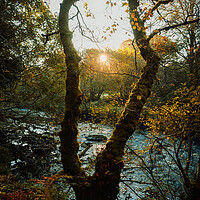 Buy canvas prints of Autumn Sunrise  by Ciaran Craig