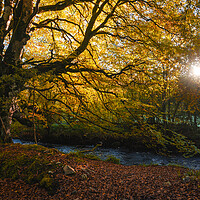 Buy canvas prints of The sun lights up a magnificent tree  by Ciaran Craig