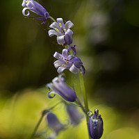 Buy canvas prints of Bluebells in the morning  by Ciaran Craig