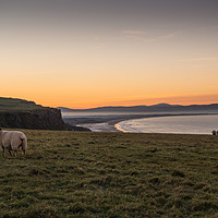 Buy canvas prints of Sheep enjoying the sunset  by Ciaran Craig