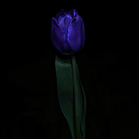 Buy canvas prints of Purple Tulip  by Ciaran Craig