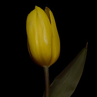 Buy canvas prints of Yellow  Tulip by Ciaran Craig