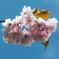 Buy canvas prints of Cheery Blossom close Up  by Ciaran Craig