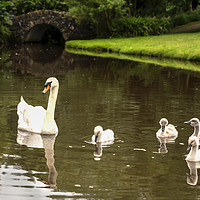 Buy canvas prints of Swans in the Park  by Ciaran Craig
