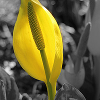 Buy canvas prints of Yellow flower  by Ciaran Craig