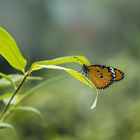 Buy canvas prints of Monarch Butterfly by Ciaran Craig
