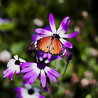Buy canvas prints of Flowers and Butterflies  by Ciaran Craig