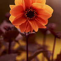 Buy canvas prints of Orange Flower  by Ciaran Craig