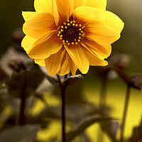 Buy canvas prints of Yellow Flower  by Ciaran Craig