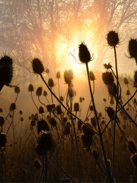 Backlit Teasels Picture Board by David Neighbour
