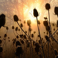 Buy canvas prints of Backlit Teasels by David Neighbour