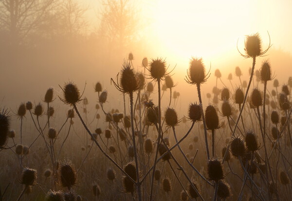 Morning Teasels Picture Board by David Neighbour