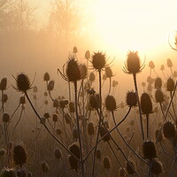 Buy canvas prints of Morning Teasels by David Neighbour