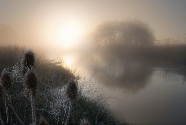 Spring Frost on the Dorset Stour Picture Board by David Neighbour