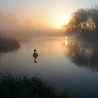 Buy canvas prints of The Lone Swan by David Neighbour