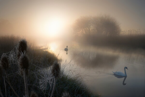 Magical Morning on the Dorset Stour Picture Board by David Neighbour