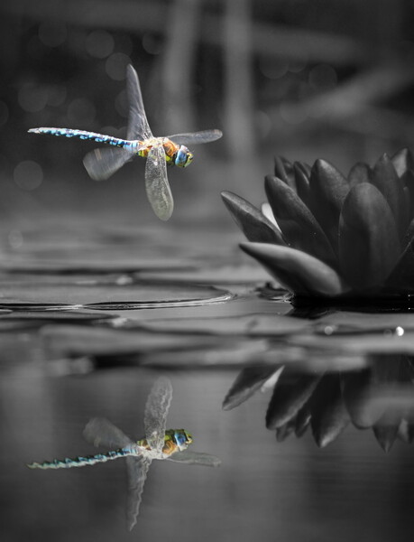 Dragonfly Reflections Picture Board by David Neighbour