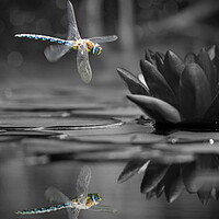 Buy canvas prints of Dragonfly Reflections by David Neighbour