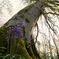 Buy canvas prints of Bluebell and Beech by David Neighbour