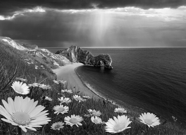 Durdle Daisies B&W Picture Board by David Neighbour