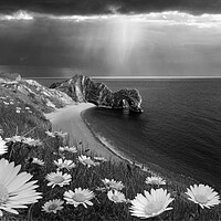 Buy canvas prints of Durdle Daisies B&W by David Neighbour