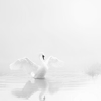 Buy canvas prints of Stour Swan, Pure and Simple by David Neighbour