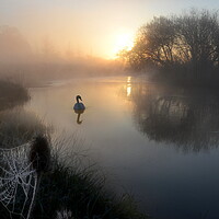 Buy canvas prints of Stour Serenity by David Neighbour
