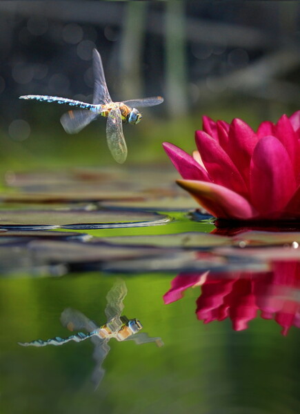 Dragonfly Reflections, Full Colour Picture Board by David Neighbour