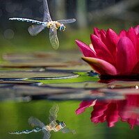 Buy canvas prints of Dragonfly Reflections, Full Colour by David Neighbour